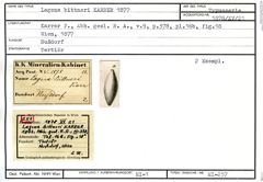 Karteikarte zum Syntyp von Lagena bittneri Karrer, 1877